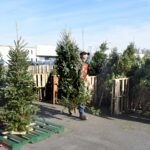 christmas tree sales
